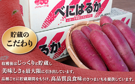 千葉県神崎町 JAかとり産 さつまいも 紅はるか Mサイズ20本入り 甘み濃厚 しっとり食感 焼き芋・干し芋に《先行予約・2025年12月～発送》べにはるか ベニハルカ [001-a001]【千葉県神崎町ふるさと納税】【焼き芋 食べ比べ チップス 干し芋】
