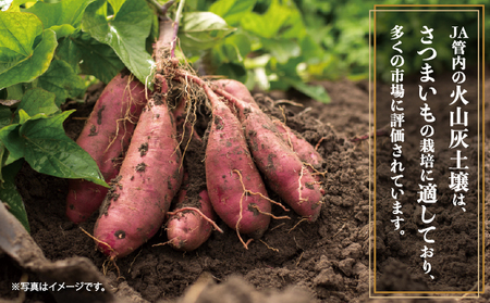 千葉県神崎町 JAかとり産 さつまいも 紅はるか Mサイズ20本入り 甘み濃厚 しっとり食感 焼き芋・干し芋に《先行予約・2025年12月～発送》べにはるか ベニハルカ [001-a001]【千葉県神崎町ふるさと納税】【焼き芋 食べ比べ チップス 干し芋】