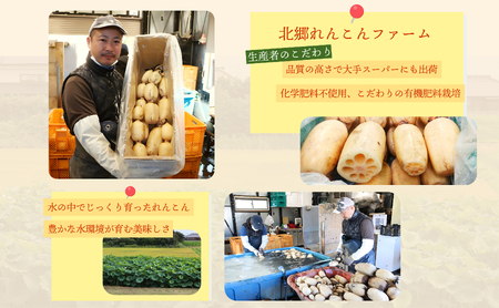 【テレビでも話題】千葉県神崎町産れんこん 2kg  有機肥料栽培の甘みとシャキシャキ食感（真空パック・冷蔵配送）（※4月～8月は出荷不可）