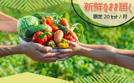 【数量限定】すが農園の季節の野菜セット（5～8品目）｜千葉県神崎町 ふるさと納税[023-a001]