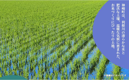 《令和7年産》千葉県神崎町産ふさおとめ 10kg（5kg×2袋）｜早場米産地のお米を食卓へ｜次発送予定｜｜数量限定【精米 米 お米 白米 ご飯 白ごはん 弁当 5キロ 10キロ 20キロ】[025-a001]