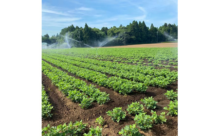 千葉県産　大人気返礼品ゆで落花生　2種(3パック入)食べ比べセット_惣菜・加工品     野菜 豆  まめ マメ_【配送不可地域：離島・沖縄県】【1459868】