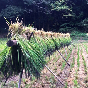 栽培期間中農薬化学肥料不使用の古代米「緑米」250g×4_ 玄米 米 こめ コメ_【配送不可地域：離島・沖縄県】【1228131】