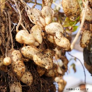 千葉県産落花生「Qなっつ」 ／ 落花生 らっかせい ラッカセイ ピーナッツ ぴーなつ 豆 まめ マメ Qなっつ 千葉県産