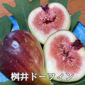 ドライフルーツ　いちじく　50g