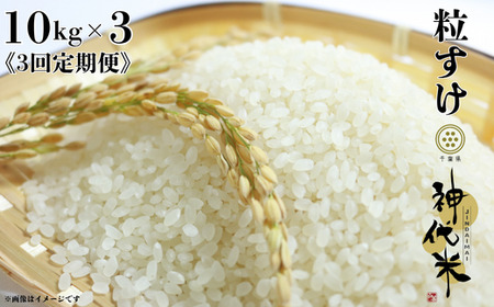 《3回定期便》神代米（粒すけ）　精白米　10kg ／ 米 こめ コメ ごはん ご飯 神代米 粒すけ 令和7年産 精米 10kg 定期便 送料無料