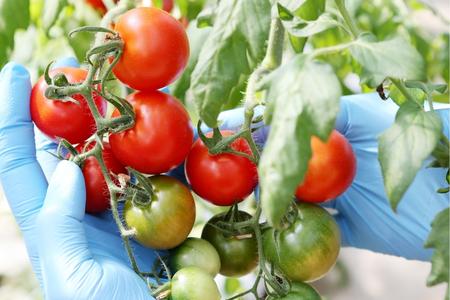 フルティカトマトジャム　140g×2本　合計280g