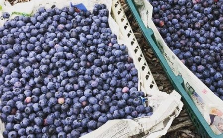 フレキシー手作りジャム【ブルーベリー】160g×3本