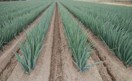 白砂ねぎ　LLサイズ　約5kg