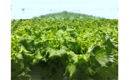 No.013 不揃いのレタスたち（プリーツレタス）500g×1袋