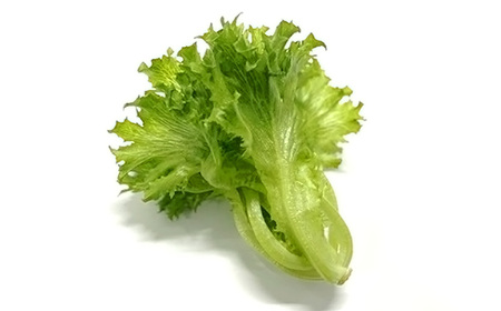 No.014 不揃いのレタスたち（フリルレタス）500g×1袋