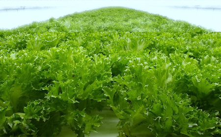 No.014 不揃いのレタスたち（フリルレタス）500g×1袋