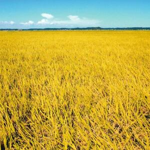 「令和7年産」千葉県産　粒すけ　精米10kg(5kg×2袋)【1584228】