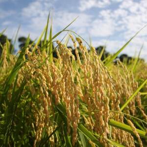 「令和7年産」千葉県産　粒すけ　精米10kg(5kg×2袋)【1584228】