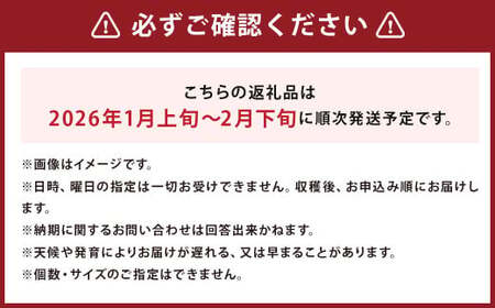 じゃがいも 男爵 きたかむい Lサイズ 各約5kg×1箱 計約10kg （JA） ジャガイモ 芋 いも イモ 食べ比べ 食べくらべ セット 国産 【2026年1月上旬-2月下旬迄発送予定】