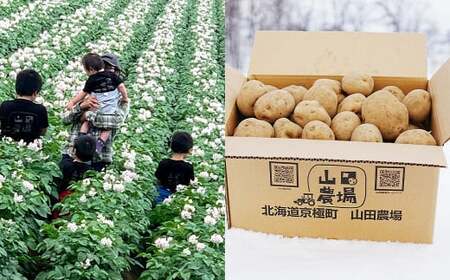 北海道産 じゃがいも キタアカリ M～2Lサイズ混載 約20kg 1箱 山田農場 ジャガイモ 芋 いも イモ 国産 【2025年9月下旬-2026年3月上旬迄発送予定】