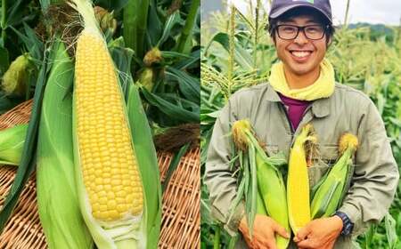 北海道産 とうもろこし 恵味 2Lサイズ 11本 約4kg 1箱 国産 トウモロコシ 冷蔵 【2026年8月上旬-8月下旬迄発送予定】