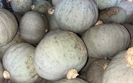 北海道産 かぼちゃ (雪化粧) 約5kg セット 山田農場 南瓜 カボチャ 冬至用かぼちゃ 野菜 やさい 北海道 京極町 常温 【2026年10月上旬-11月上旬迄発送予定】