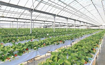 いちご狩り割引券・いちご購入券　３枚（3,000円分）