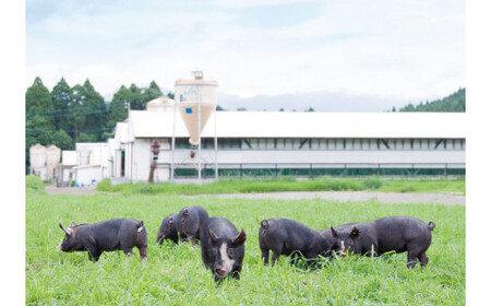 職人がひとつひとつ焼き上げたGMC薩摩黒豚ハンバーグパティ150g×6個入