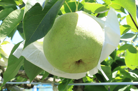 梨（かおり）（約５kg）【2026年発送分】