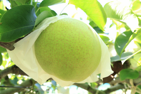 梨（かおり）（約５kg）【2026年発送分】