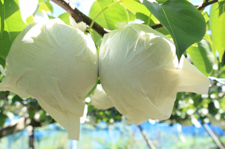 梨（かおり）（約５kg）【2026年発送分】