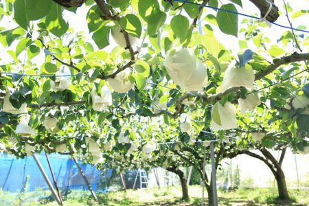 梨（かおり）（約５kg）【2026年発送分】