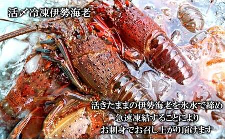 C01-B30 刺身用活〆冷凍伊勢海老 420g