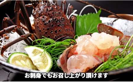 C02-E43 活〆冷凍伊勢海老 1.2kg