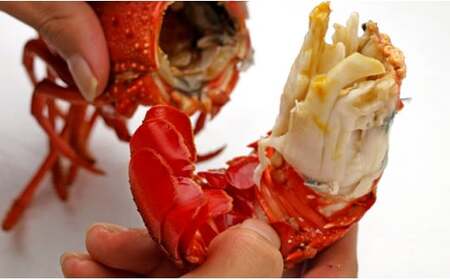 C02-E44 訳ありボイル伊勢海老1kg