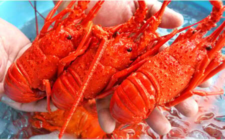 C02-E44 訳ありボイル伊勢海老1kg