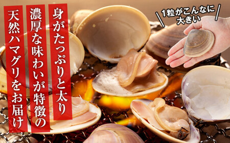 C01-J53 千葉県産活ハマグリ 1.5kg