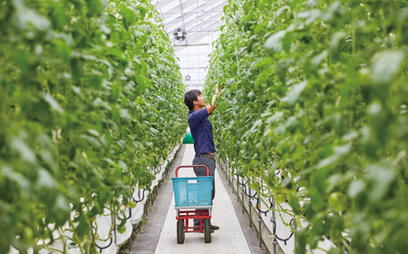 E01-001 ながいきトマト 4kg