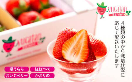 AA1-001 長生村産いちご 280g×2パック【2026年産】