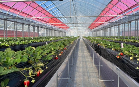 AA1-001 長生村産いちご 280g×2パック【2026年産】