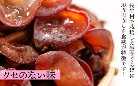 U01-001 生きくらげ