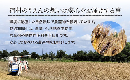 AB1-009 千葉県長生村産 自然栽培 ダイシモチ麦(六条大麦)300g×4袋