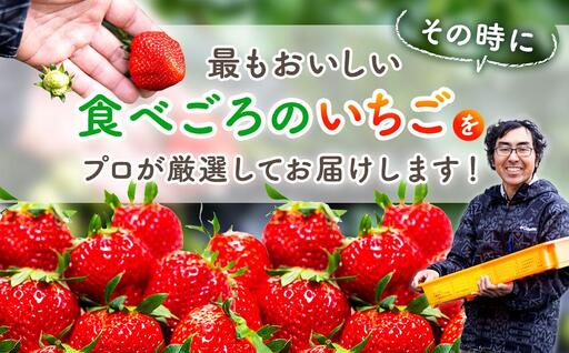 AK00-001 いちご トレー(500g×1個)