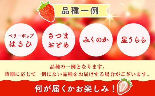 AK00-002　いちご 平パック2個セット（300g×2個）