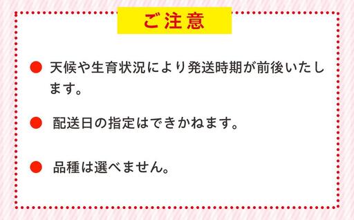 AK00-003 冷凍いちご 2袋セット