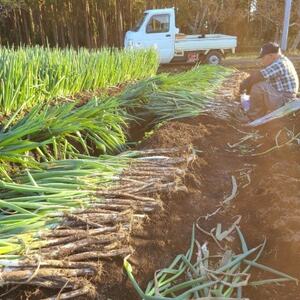 【千葉県長柄町産】『長生ねぎ』2Lサイズ 5kg(約30本)【1580614】