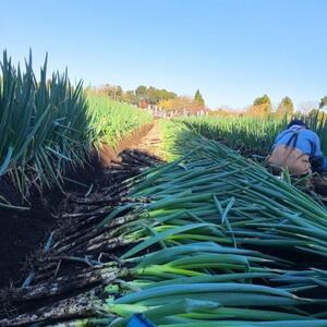 【千葉県長柄町産】『長生ねぎ』2Lサイズ 5kg(約30本)【1580614】