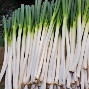 【千葉県長柄町産】『長生ねぎ』Lサイズ　5kg(約40本)【1580616】