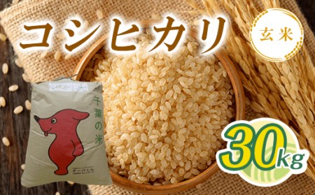 T03501【新米】令和5年産 コシヒカリ玄米 30kg | 千葉県大多喜町