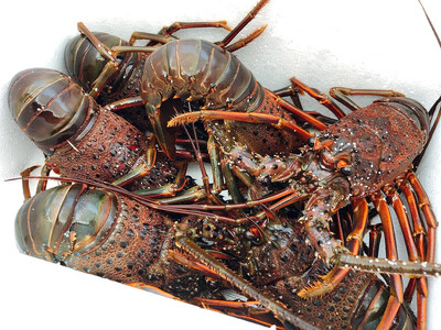 D126 冷凍蒸し伊勢えびA