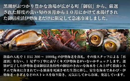 活〆生食用伊勢海老(冷凍)1370g(250~300g)×5尾 ONJB034