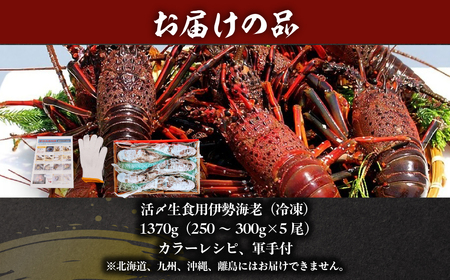 活〆生食用伊勢海老(冷凍)1370g(250~300g)×5尾 ONJB034