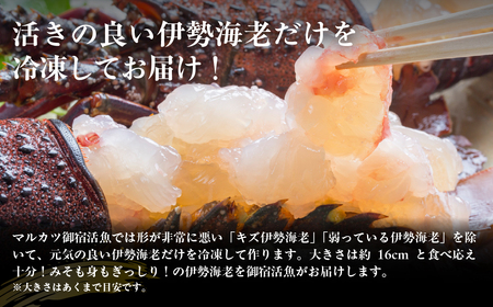 活〆生食用伊勢海老(冷凍)1650g(250~300g)×6尾 ONJB035