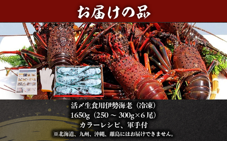 活〆生食用伊勢海老(冷凍)1650g(250~300g)×6尾 ONJB035